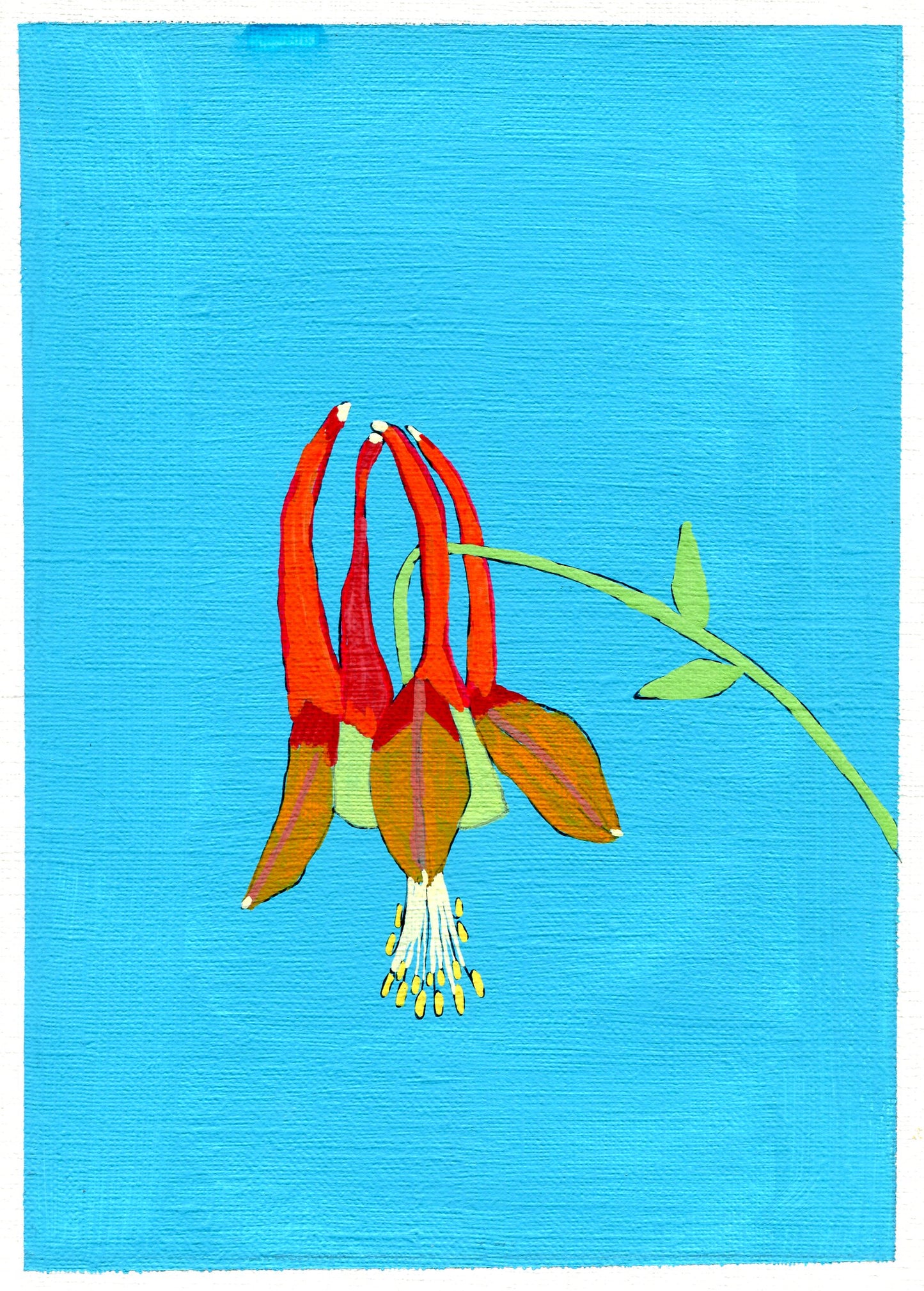 red columbine