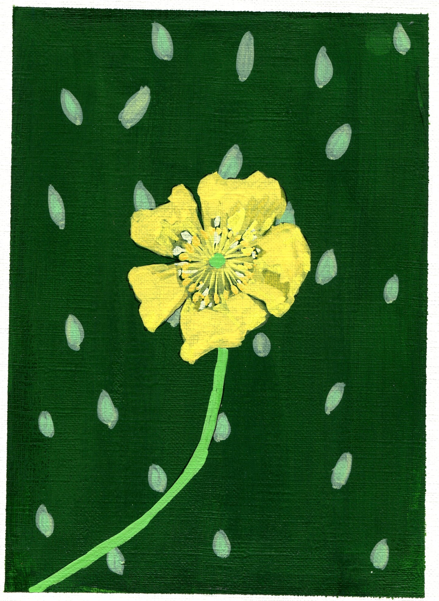 buttercup