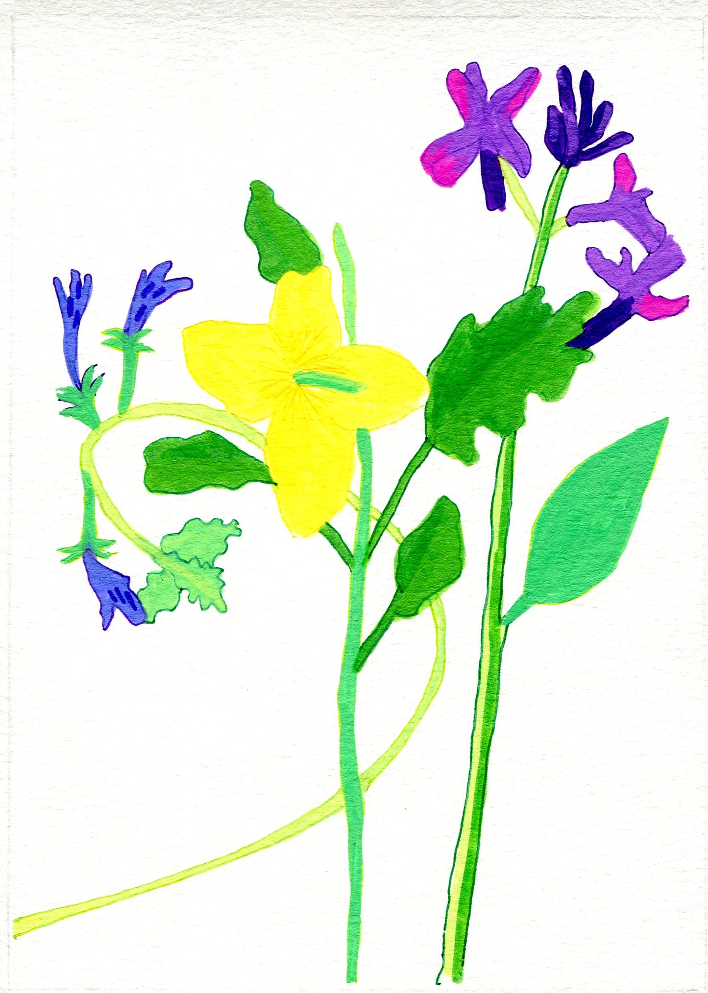 Ground ivy, celandine and hesperis matronalis
