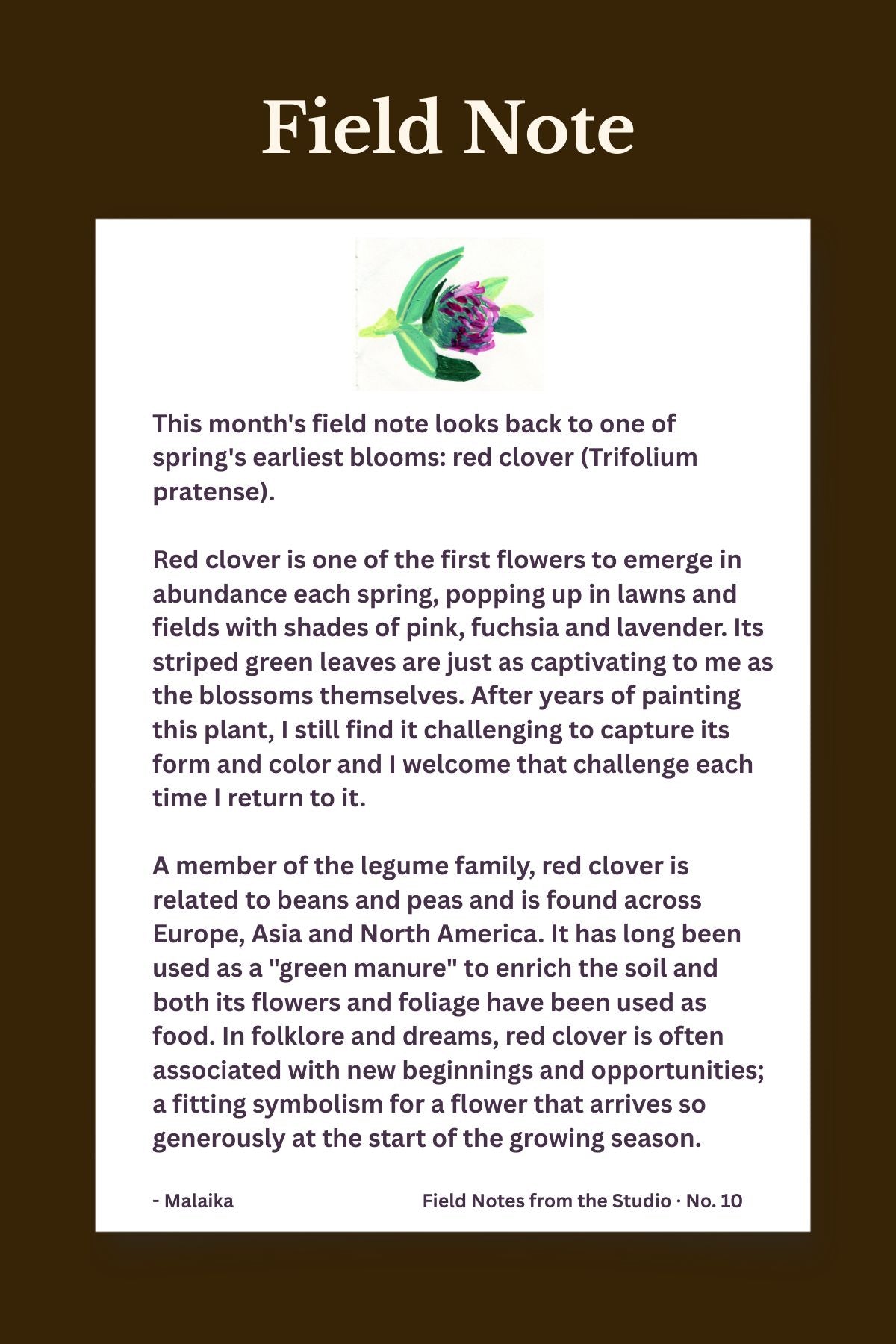 A field note page with a white rectangular paper insert centered on a dark brown background. The page has the title 'Field Note' at the top and several paragraphs of text about red clover, with a small colorful clover illustration near the top right.