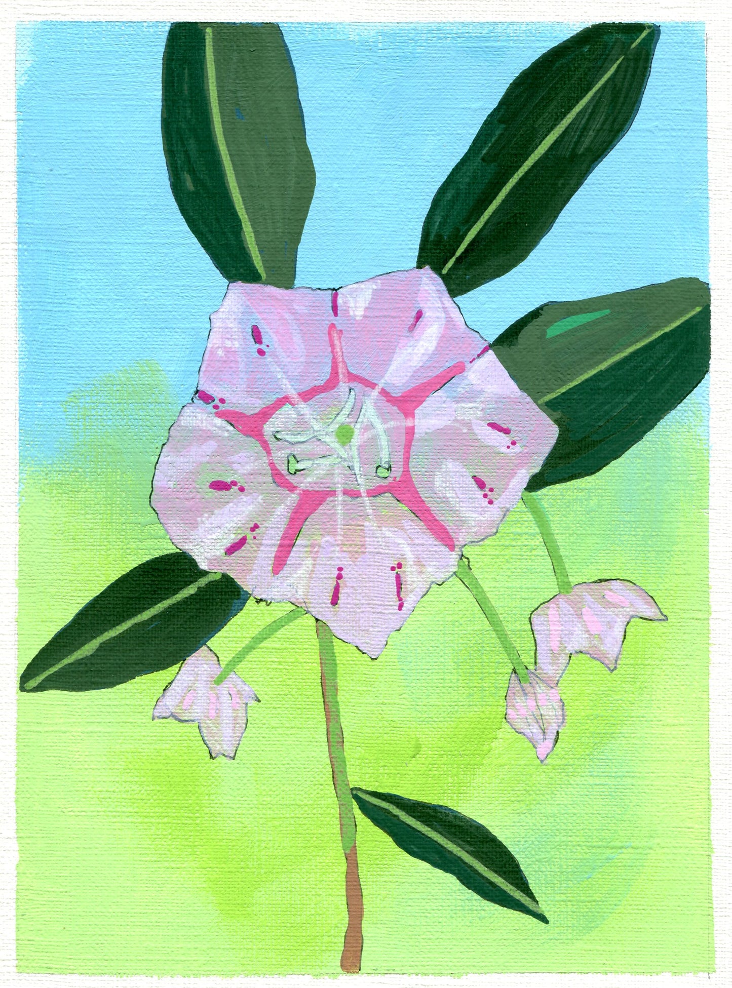 mountain laurel