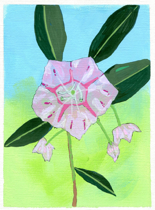 mountain laurel