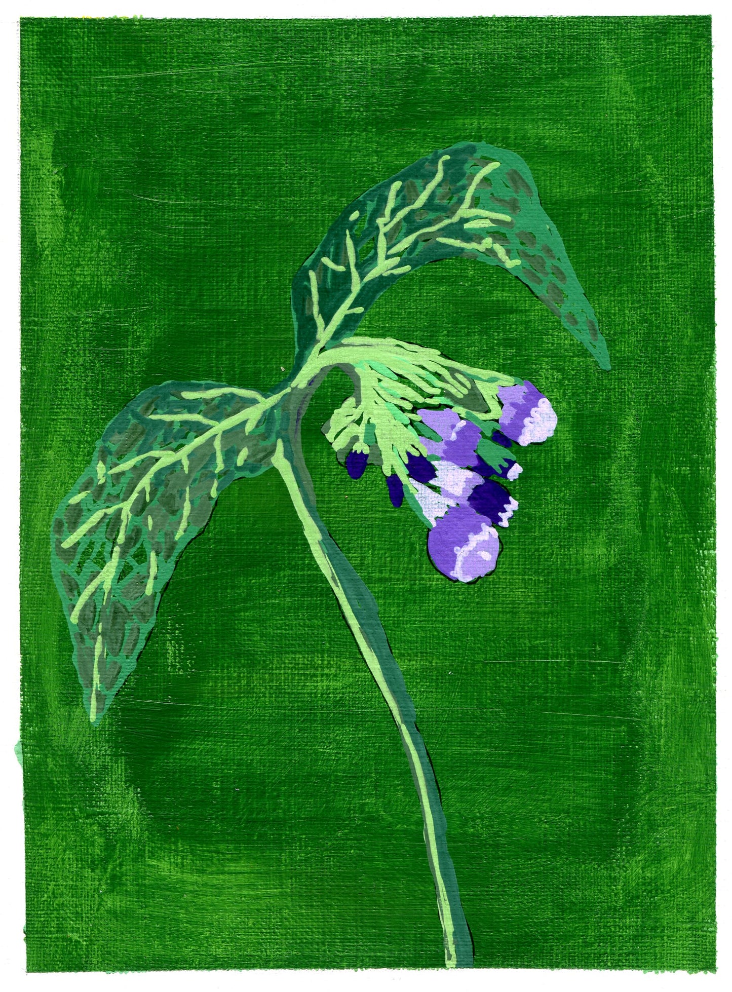 comfrey