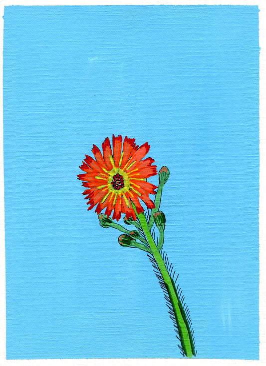 fox and cubs