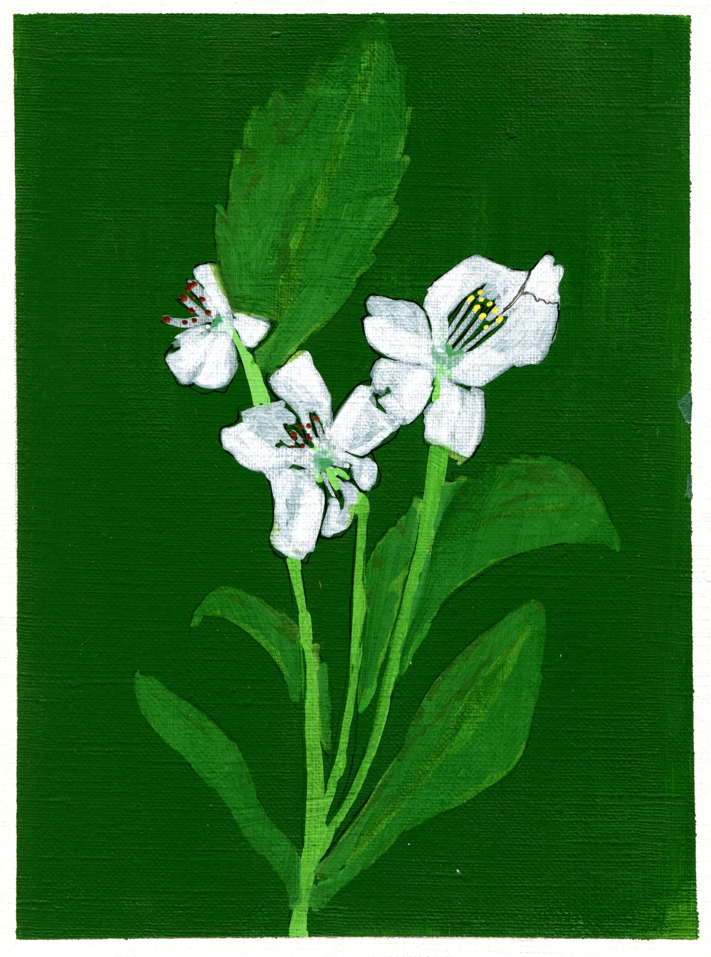 crab apple