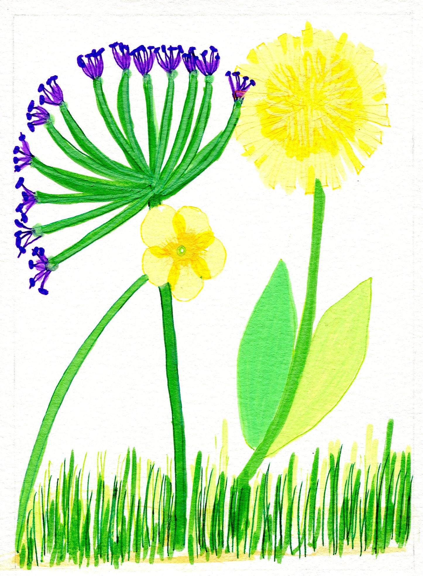 Dandelion, buttercup, grass and allieae