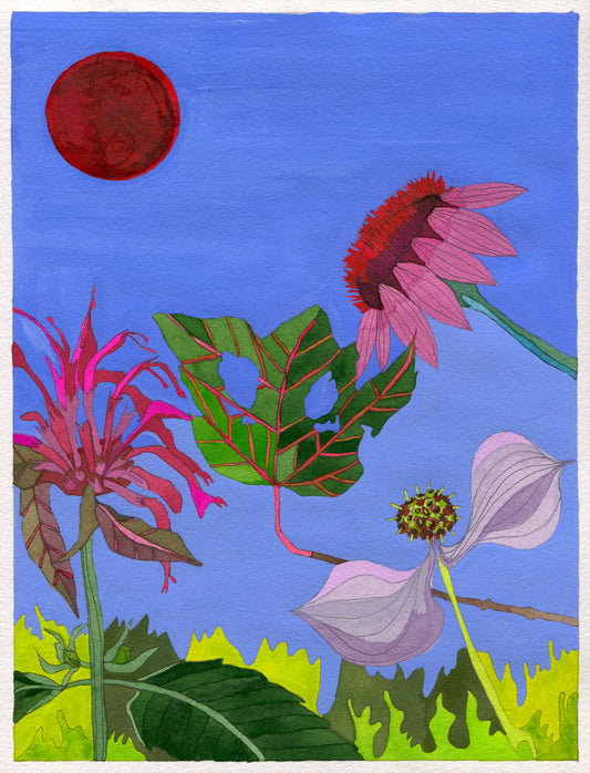 Novel Botanical 9: Echinacea, Beebalm and Kousa Fruit Print