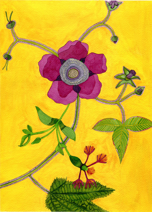 Novel Botanical 22: Purple-flowering Raspberry Print